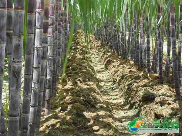 甘蔗锈病防治药剂(预防甘蔗锈病使用什么农药)